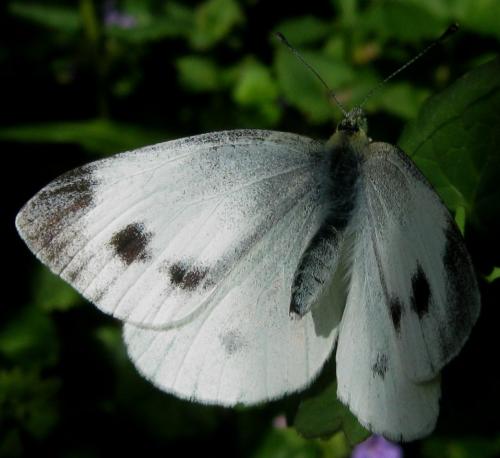 Réf. 254 711 : Pieris mannii
